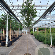 Prunus lusitanica 'Brenelia' 180 cm stam cont. 130L extra