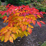 Sapium japonicum 125-150 cm 14L