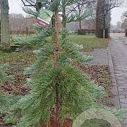 Sequoiadendron g. 'H. Mammoth One' 175-200 cm cont. 90L extra