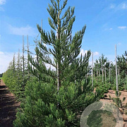 Sequoiadendron g. 'H. Mamm. Three' 175-200 cm cont. 55L extra