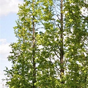 Sequoia s. 'Illa Martin' 200-225 cm cont. 90L extra