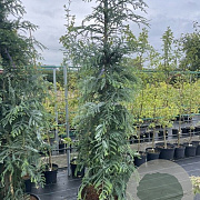 Sequoia s. 'Winter Blue' 200-225 cm cont. 90L extra