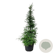 Sequoia s. 'Xeno' 200-225 cm cont. 90L extra