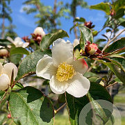 Stewartia pseudocamellia 100-125 cm 30L extra