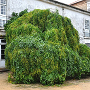Styphnolobium j. 'Pendula' 120 cm stam cont. 90L extra