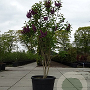 Syringa v. 'And. an Ludwig Späth' 150 cm stam cont. 55L extra