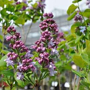 Syringa v. 'Katherine Havemeyer' 120 cm stam cont. 55L extra