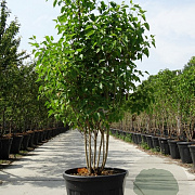 Syringa v. 'Mme Lemoine' 150-175 cm cont. 230L solitair