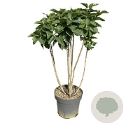 Syringa v. 'Mme Lemoine' 90 cm stam 15L