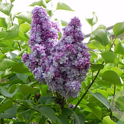 Syringa v. 'Michel Buchner' 150-175 cm cont. 230L solitair