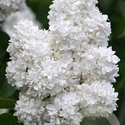 Syringa v. 'Souv. d'Alice Harding' 125-150 cm cont. 55L extra