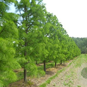 Taxodium distichum 'Nutans' 125-150 cm 30L extra