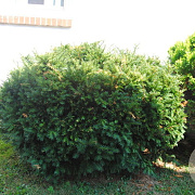Taxus media 'Brownii' 125-150 cm cont. 110L multi bol
