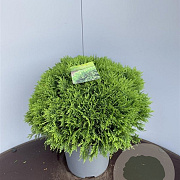 Thuja occ. 'Danica' 30-40 cm 6,5L