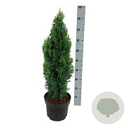 Thuja occ. 'Degroot's Spire' 100-120 cm 35L