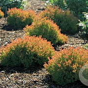 Thuja occ. Fire Chief 30-40 cm 6,5L