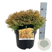 Thuja occ. 'Golden Tuffet' 30-40 cm 6,5L