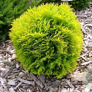Thuja occ. 'Mirjam' 30-35 cm 6,5L