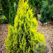 Thuja plicata '4 ever goldy' 50-60 cm 6,5L
