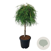 Thuja pl. 'Kager's Beauty' 60 cm stam 15L