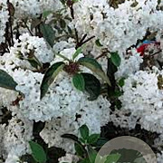 Viburnum 'Eskimo' 90 cm stam 15L