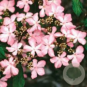 Viburnum plic. 'Molly Schroeder' 80-100 cm cont. 55L extra
