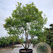 Acer pal. 'Kogane-nishiki' 300-350 cm container solitair 