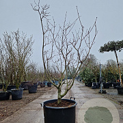 Acer japonicum 'Aconitifolium' 150-175 cm cont. 95L paraplu
