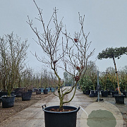 Acer japonicum 'Aconitifolium' 175-200 cm cont. 95L meerstammig