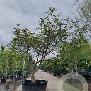 Acer japonicum 'Aconitifolium' 200-225 cm cont. 230L meerstammig