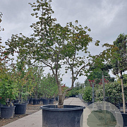 Acer japonicum 'Aconitifolium' 200-225 cm cont. 350L meerstammig solitair