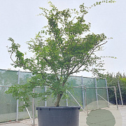 Acer palmatum 300-350 cm cont. 1000L kegel