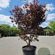 Acer pal. 'Bloodgood' 125-150 cm 45L
