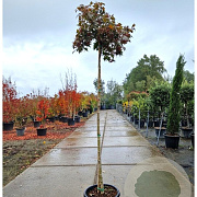 Acer pal. 'Bloodgood' 180 cm stam container 8-10