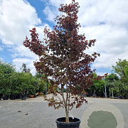 Acer pal. 'Bloodgood' 250-300 cm 45L extra