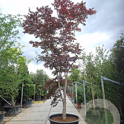 Acer pal. 'Bloodgood' 500-550 cm container solitair