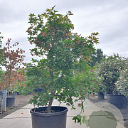 Acer pal. 'Osakazuki' 150-175 cm cont. 130L multi bol