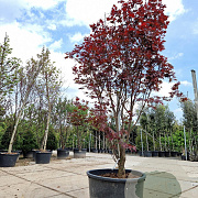 Acer pal. 'Red Flash' 250-300 cm container Multistam