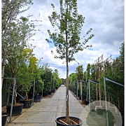 Acer tataricum ginnala 220 cm stam container 20-25