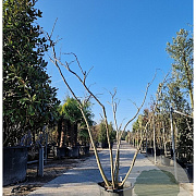 Albizia julibr. Ombrella 200-250 cm container meerstammig