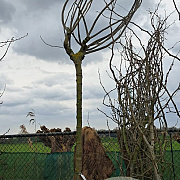 Albizia julibr. Ombrella 200 cm stam cont. 230L 18-20