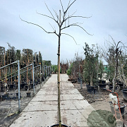 Albizia julibr. Ombrella 200 cm stam container 10-12 lei 150x120