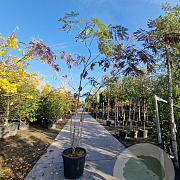Albizia julibr. 'Summer Chocolate' 250-300 cm cont. 70L meerstammig