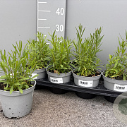 Artemisia dracunculus P14
