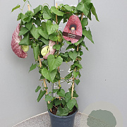 Aristolochia grandiflora 60-80 cm 4,5L