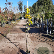 Aristolochia macrophylla 150-175 cm 3,0L