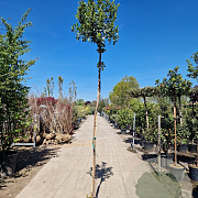 Arbutus unedo 230 cm stam container meerstammig dakvorm