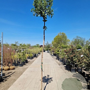 Arbutus unedo 80-100 cm 7,5L