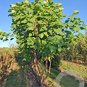 Catalpa bignonioides 250-300 cm draadkluit meerstammig solitair
