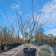 Cercis can. 'Forest Pansy' 150-175 cm container 